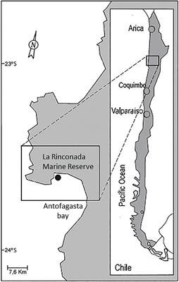 The Decreasing Availability of Settlement Surfaces Affects the Transition From Larvae to Early Recruitment of the Scallop Argopecten purpuratus Through El Niño and La Niña Episodes